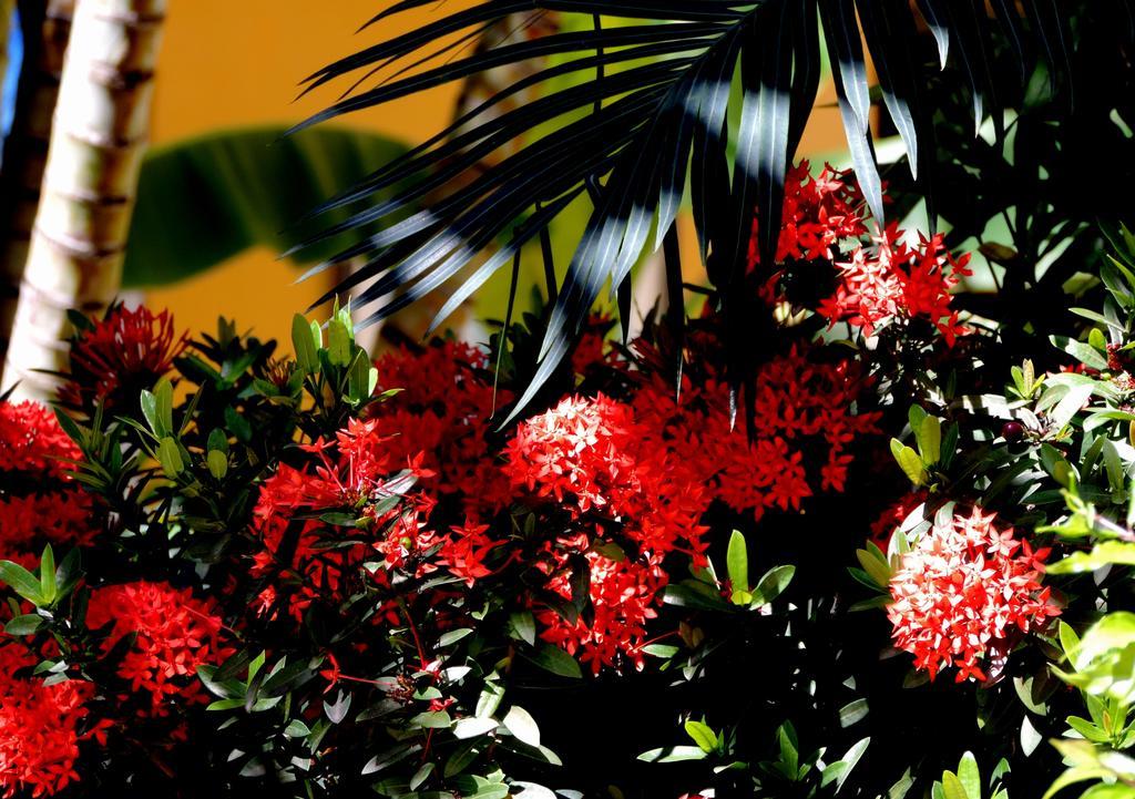Pousada Jardins Do Porto Pôrto das Galinhas Buitenkant foto